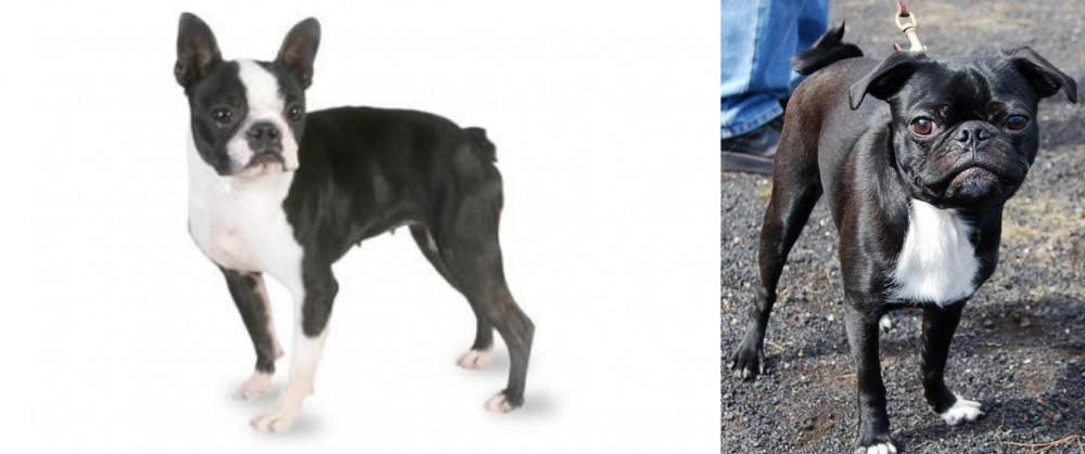 Bugg vs Boston Terrier - Breed Comparison