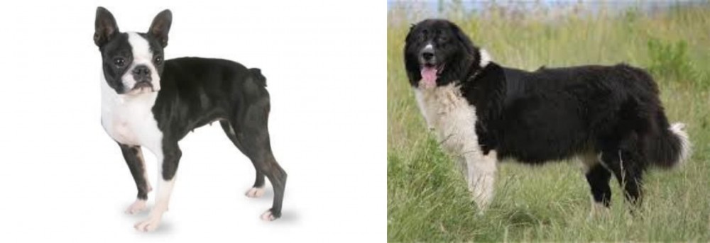 Bulgarian Shepherd vs Boston Terrier - Breed Comparison