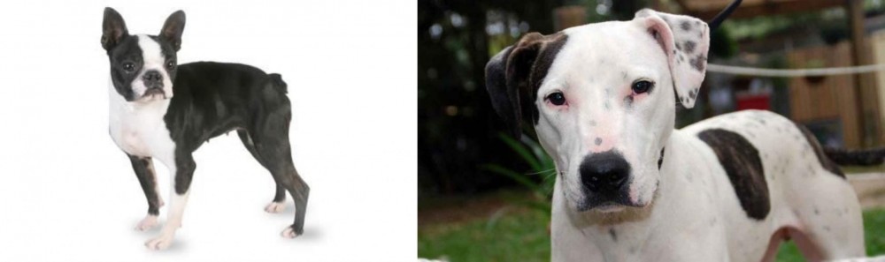 Bull Arab vs Boston Terrier - Breed Comparison