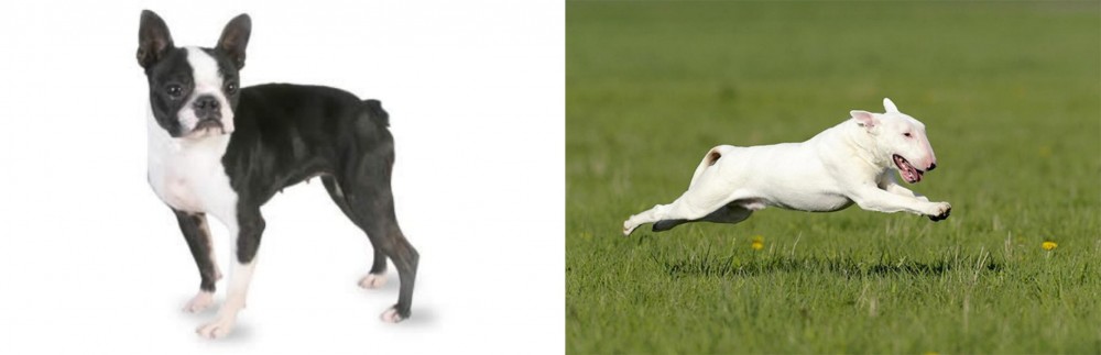 Bull Terrier vs Boston Terrier - Breed Comparison