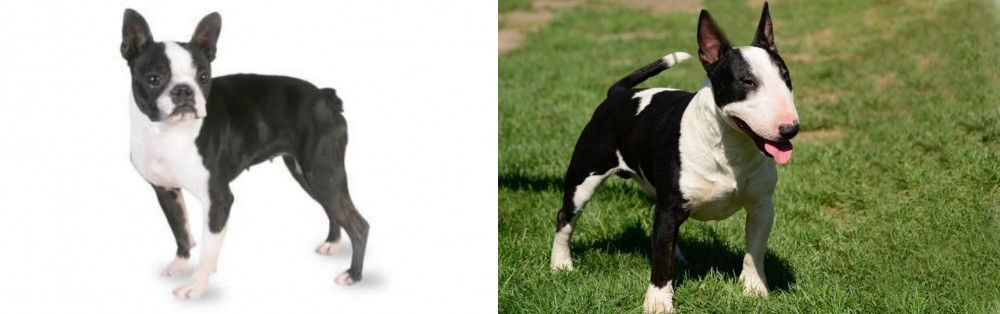 Bull Terrier Miniature vs Boston Terrier - Breed Comparison