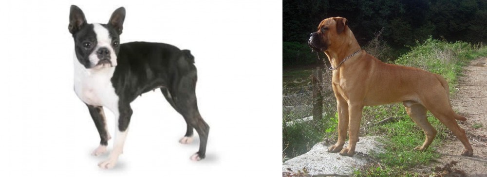 Bullmastiff vs Boston Terrier - Breed Comparison