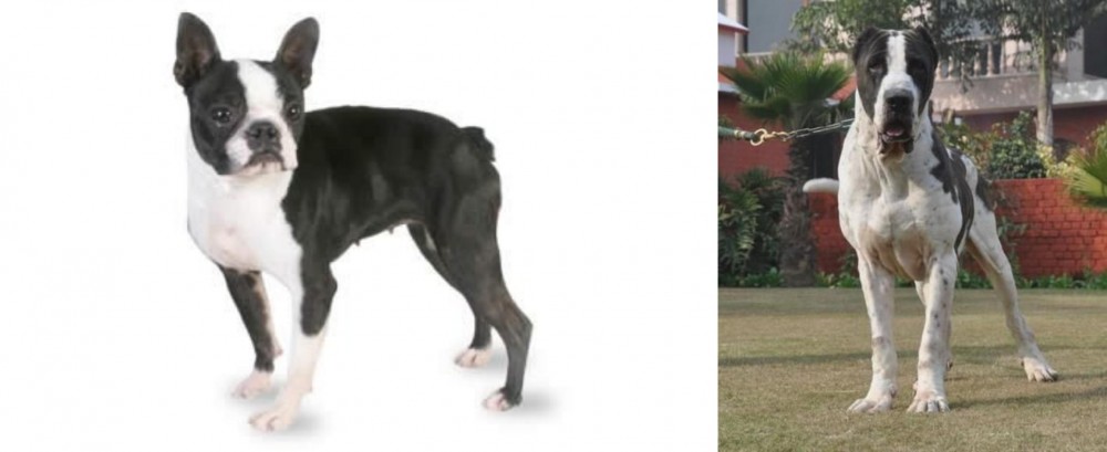Bully Kutta vs Boston Terrier - Breed Comparison
