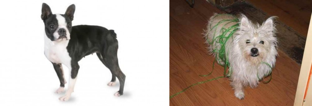 Cairland Terrier vs Boston Terrier - Breed Comparison