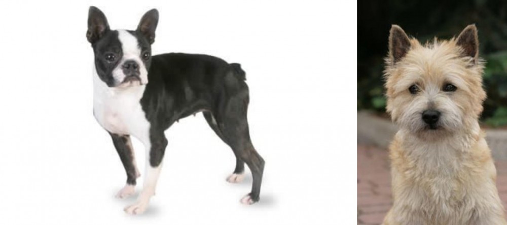 Cairn Terrier vs Boston Terrier - Breed Comparison