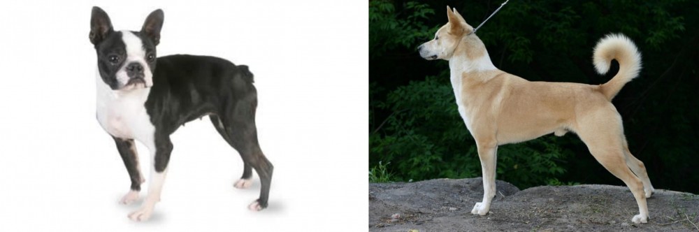 Canaan Dog vs Boston Terrier - Breed Comparison