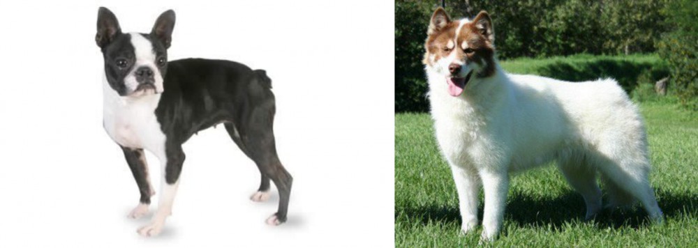 Canadian Eskimo Dog vs Boston Terrier - Breed Comparison