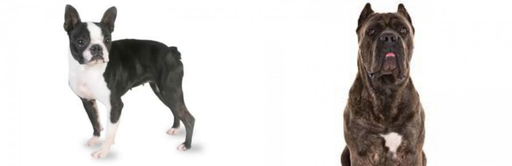 Cane Corso vs Boston Terrier - Breed Comparison