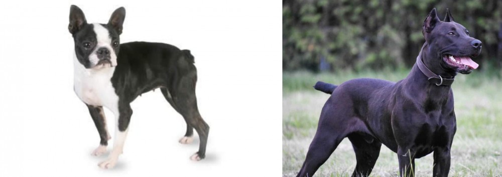 Canis Panther vs Boston Terrier - Breed Comparison