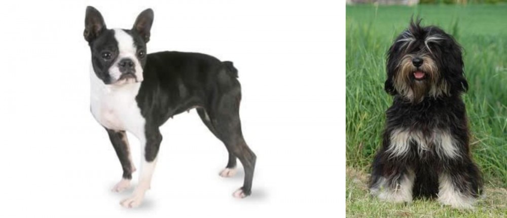 Cao da Serra de Aires vs Boston Terrier - Breed Comparison