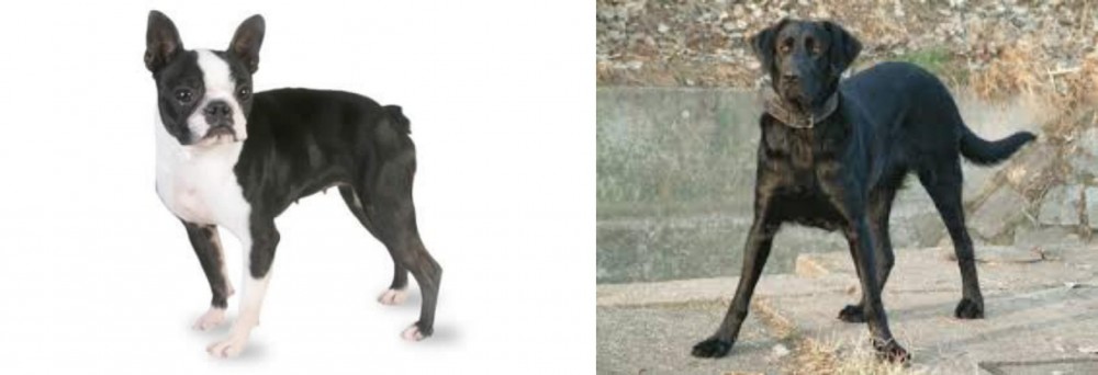 Cao de Castro Laboreiro vs Boston Terrier - Breed Comparison