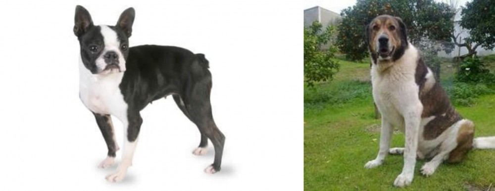 Cao de Gado Transmontano vs Boston Terrier - Breed Comparison