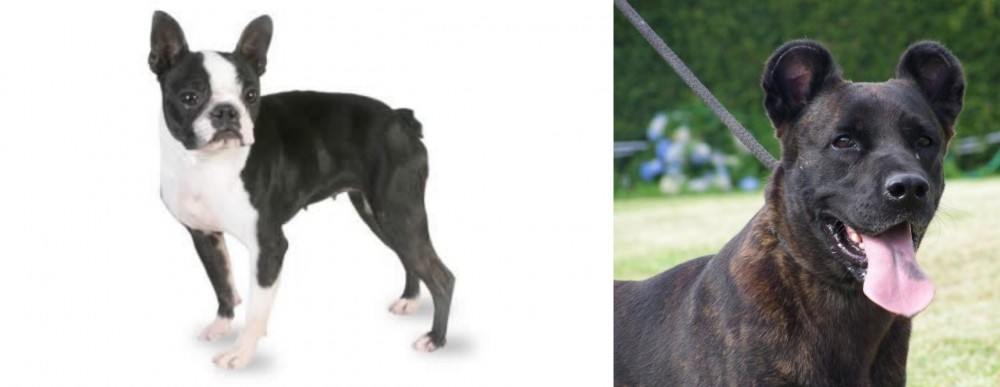 Cao Fila de Sao Miguel vs Boston Terrier - Breed Comparison