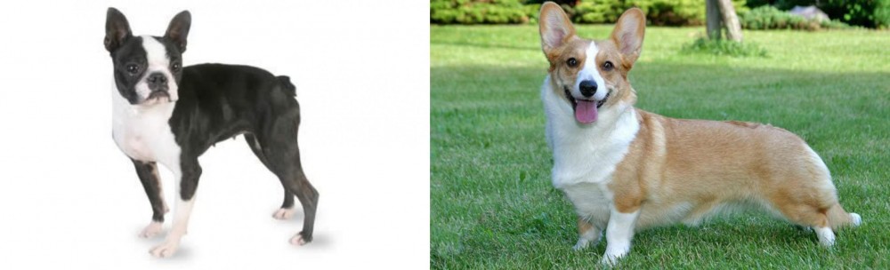 Cardigan Welsh Corgi vs Boston Terrier - Breed Comparison