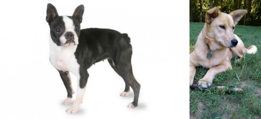 Carolina Dog vs Boston Terrier - Breed Comparison