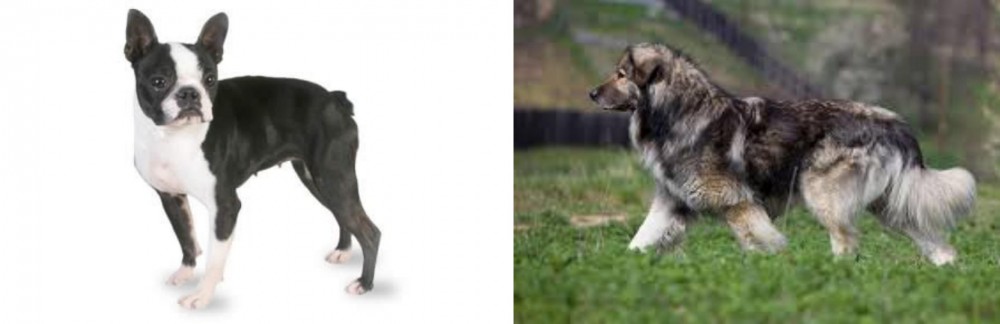 Carpatin vs Boston Terrier - Breed Comparison
