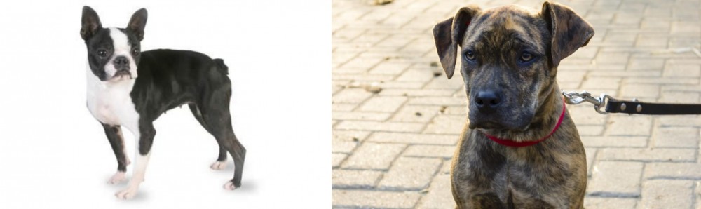 Catahoula Bulldog vs Boston Terrier - Breed Comparison