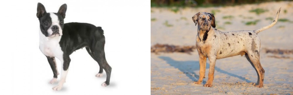 Catahoula Cur vs Boston Terrier - Breed Comparison