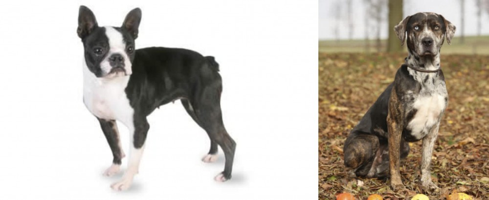 Catahoula Leopard vs Boston Terrier - Breed Comparison