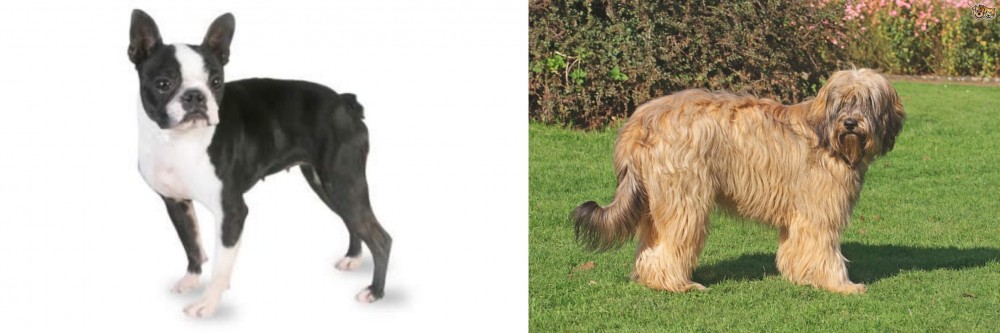 Catalan Sheepdog vs Boston Terrier - Breed Comparison