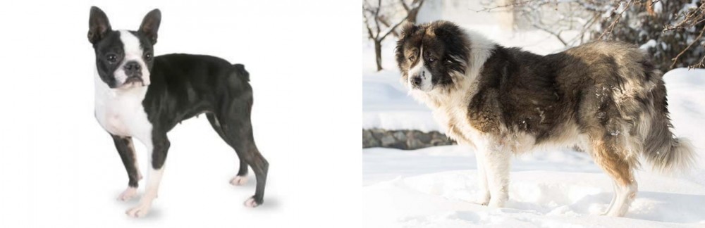 Caucasian Shepherd vs Boston Terrier - Breed Comparison