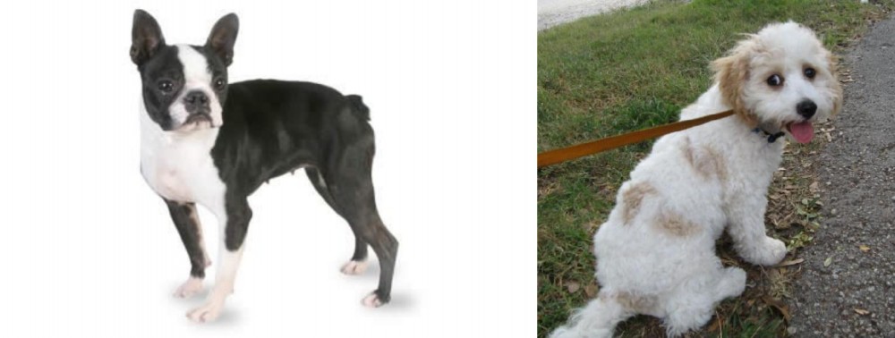 Cavachon vs Boston Terrier - Breed Comparison