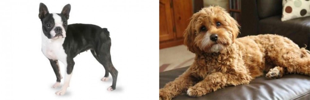 Cavapoo vs Boston Terrier - Breed Comparison