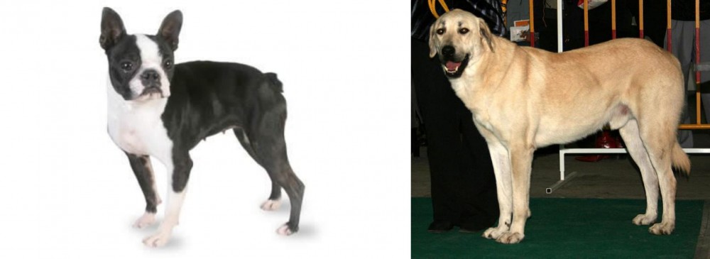 Central Anatolian Shepherd vs Boston Terrier - Breed Comparison