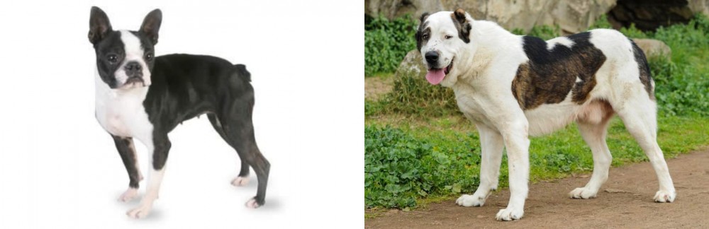 Central Asian Shepherd vs Boston Terrier - Breed Comparison