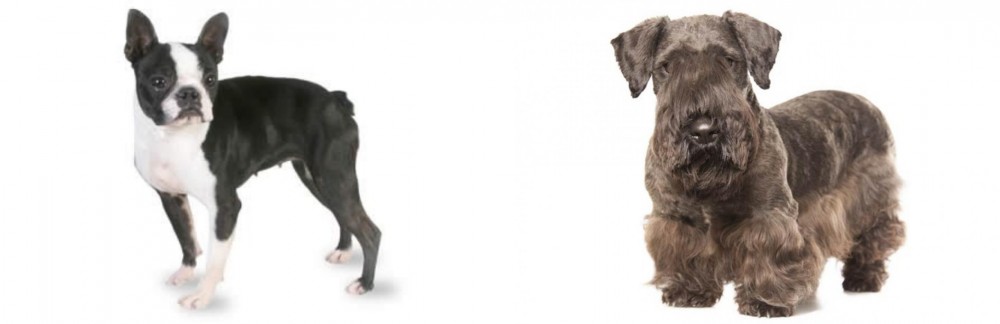Cesky Terrier vs Boston Terrier - Breed Comparison