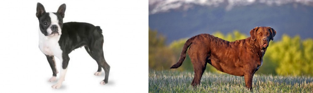 Chesapeake Bay Retriever vs Boston Terrier - Breed Comparison