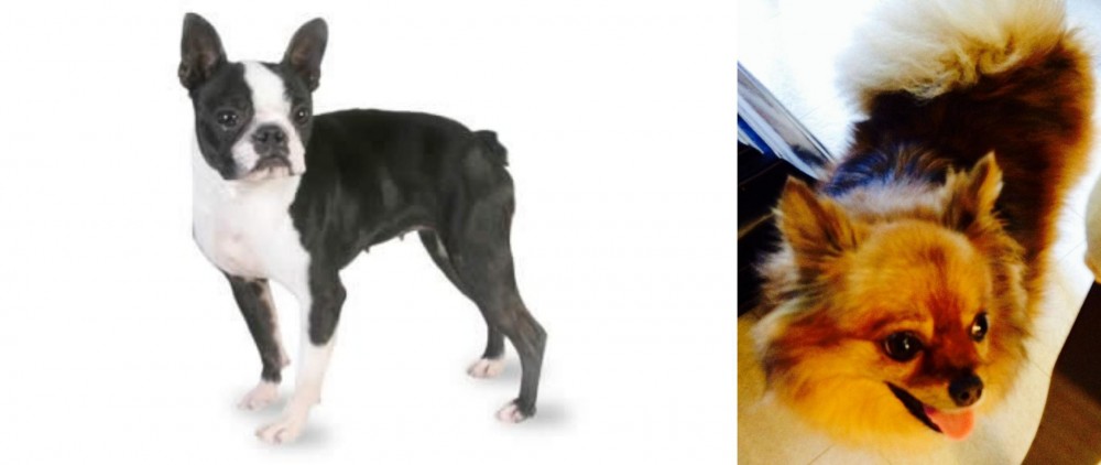 Chiapom vs Boston Terrier - Breed Comparison