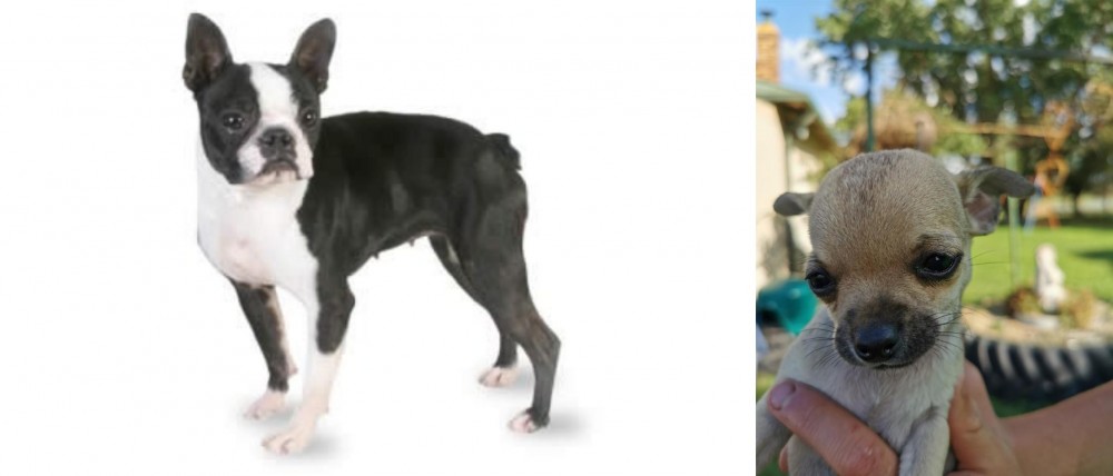 Chihuahua vs Boston Terrier - Breed Comparison