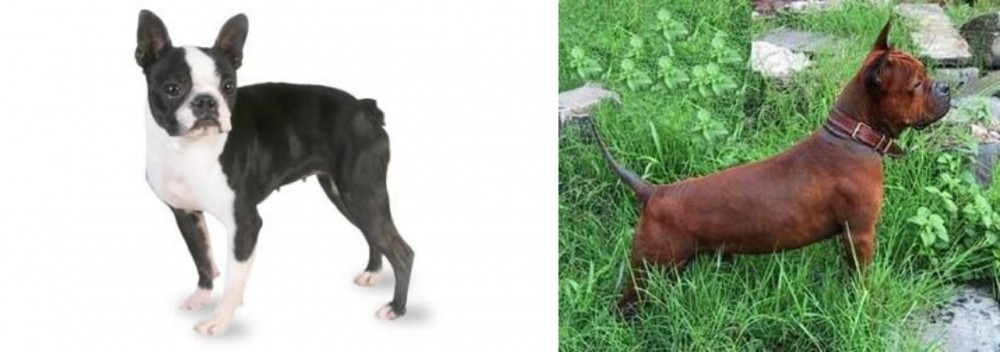 Chinese Chongqing Dog vs Boston Terrier - Breed Comparison