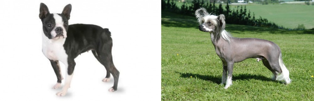 Chinese Crested Dog vs Boston Terrier - Breed Comparison