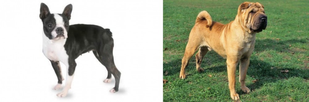 Chinese Shar Pei vs Boston Terrier - Breed Comparison
