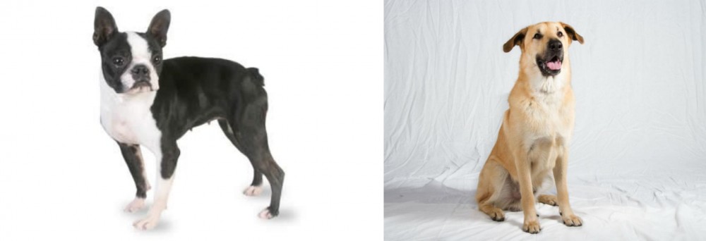 Chinook vs Boston Terrier - Breed Comparison