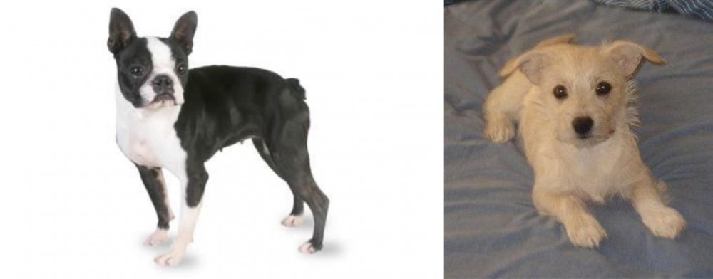 Chipoo vs Boston Terrier - Breed Comparison