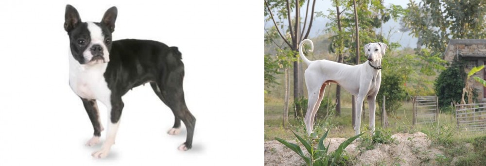 Chippiparai vs Boston Terrier - Breed Comparison