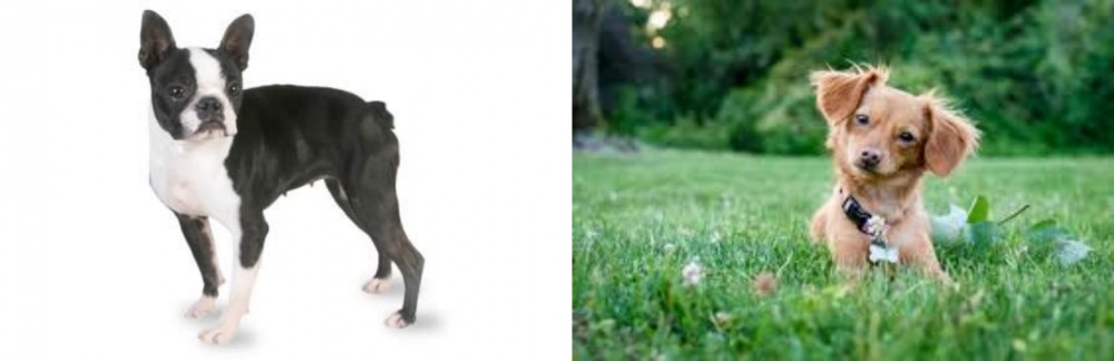 Chiweenie vs Boston Terrier - Breed Comparison