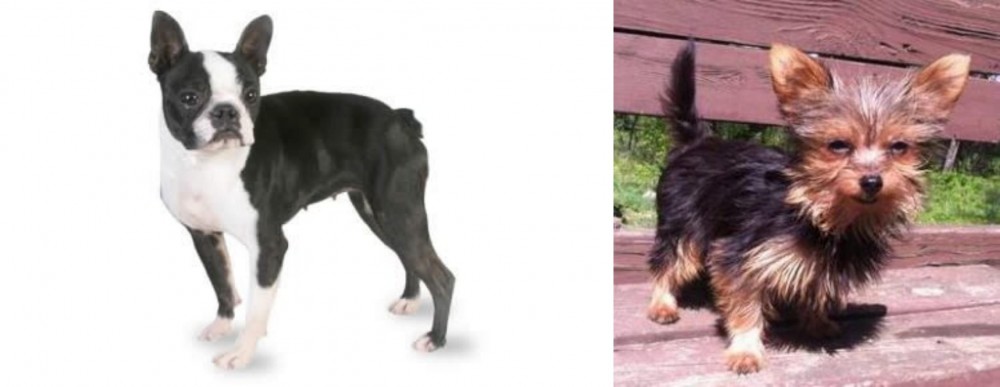 Chorkie vs Boston Terrier - Breed Comparison
