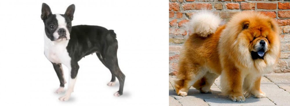 Chow Chow vs Boston Terrier - Breed Comparison