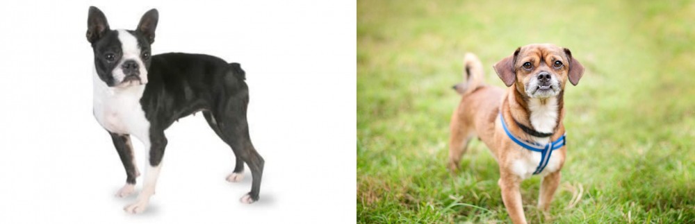 Chug vs Boston Terrier - Breed Comparison