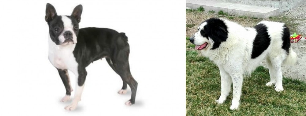 Ciobanesc de Bucovina vs Boston Terrier - Breed Comparison
