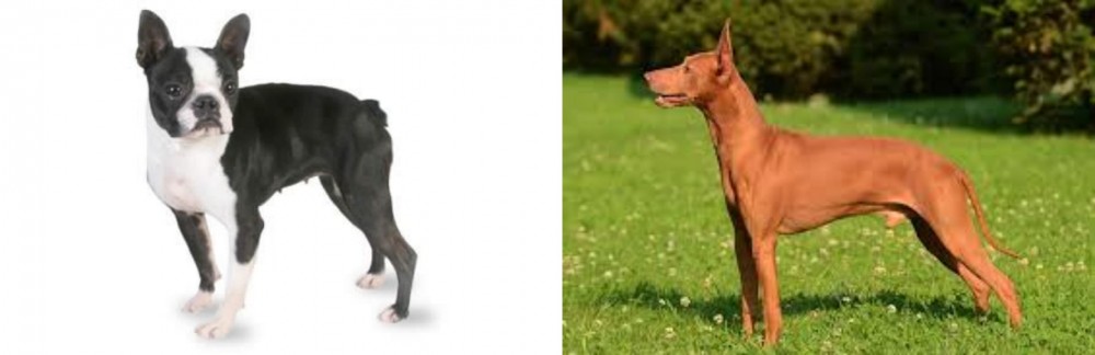Cirneco dell'Etna vs Boston Terrier - Breed Comparison