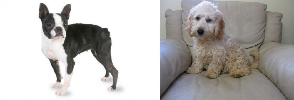 Cockachon vs Boston Terrier - Breed Comparison