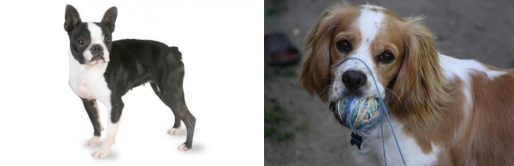 Cockalier vs Boston Terrier - Breed Comparison