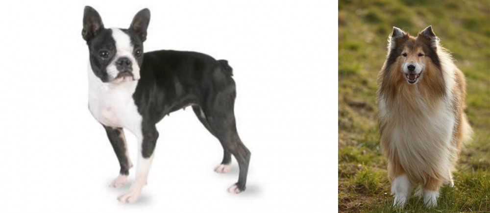 Collie vs Boston Terrier - Breed Comparison