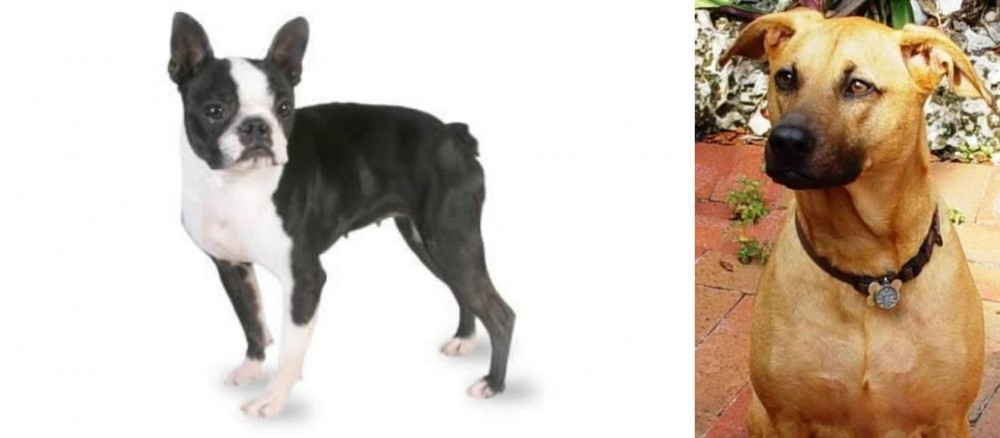 Combai vs Boston Terrier - Breed Comparison
