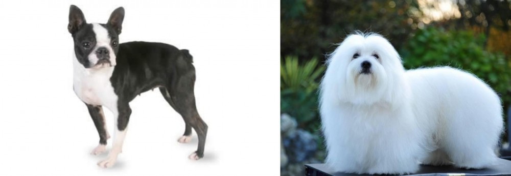 Coton De Tulear vs Boston Terrier - Breed Comparison